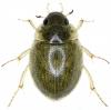 Laccobius striatulus